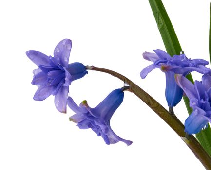 bouquet of blue blooming oriental hyacinth isolated on a white background, spring flowers, close up