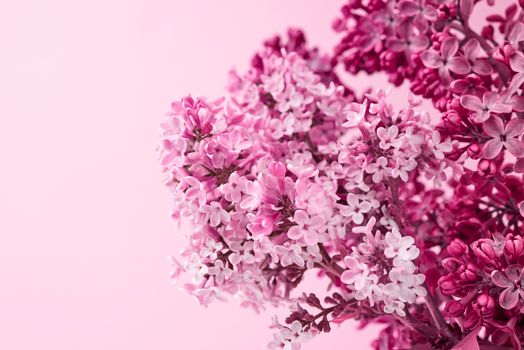 bouquet of purple and pink lilac on a pink background, macro, copy space