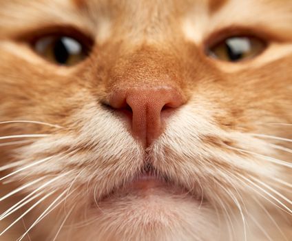 muzzle of an adult cat with a large white mustache, macro, selective focus