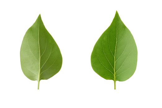 green leaf of lilac is isolated on a white background, close up, set
