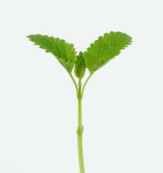 branch with green leaves of fresh mint isolated on a white background, close up