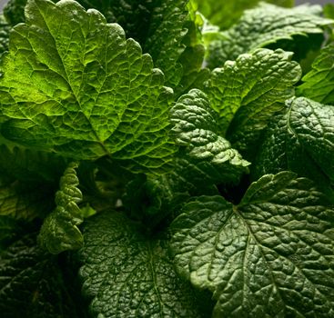 bunch of green fresh mint, fragrant seasoning for food and cocktails, close up