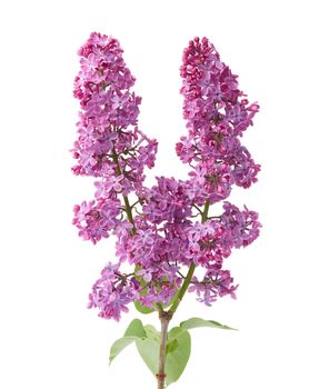 branch of purple lilac with flowers and green leaves isolated on white background, spring bouquet