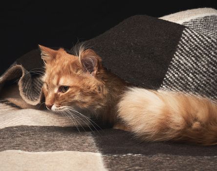 adult red cat with white mustache sits on a woolen blanket, dark background, animal looks away