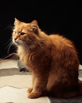 adult red cat with white mustache sits on a woolen blanket, dark background