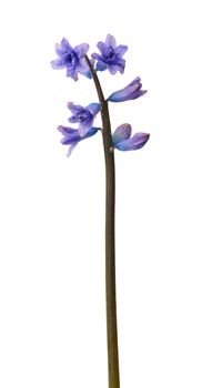 blue blooming oriental hyacinth isolated on a white background, spring flowers, close up