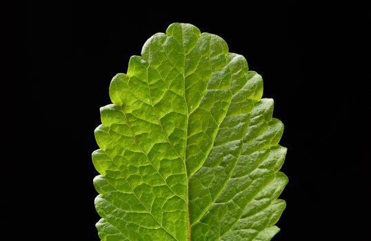 leaf of green fresh mint, fragrant seasoning for food and cocktails, close up