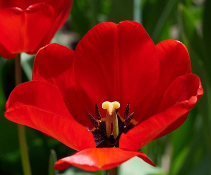 red bloomed tulip with green leaves, yellow pestle, sunny day