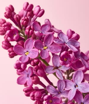 bouquet of purple lilac on a pink background, macro