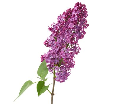 branch of purple lilac with flowers and green leaves isolated on white background, spring bouquet
