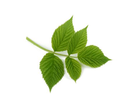 raspberry branch with green leaves isolated on white background, young shoot of a plant