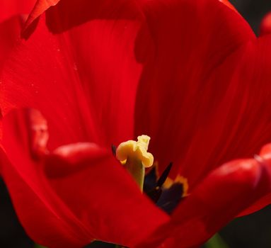 red bloomed tulip with yellow pestle, sunny day, close up