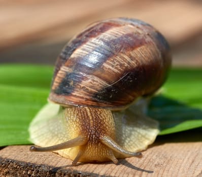 big brown snail on a green leaf, macro