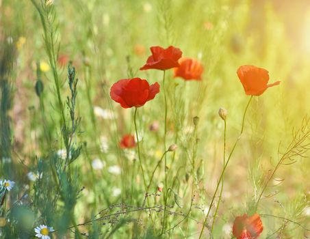 red flowering poppies growing in the field, bright rays of the setting sun