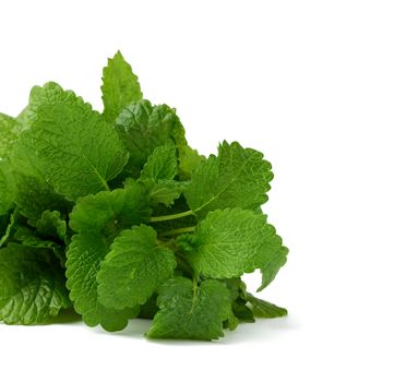 bunch of green fresh mint, flavorful seasoning for food and cocktails isolated on a white background