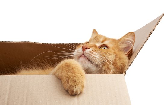 adult ginger cat resting in a brown cardboard box, looking to the side