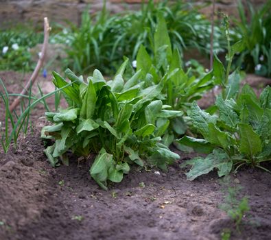 beds with green leaves of sorrel in the garden on a spring day