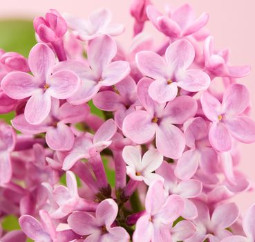 bouquet of pink lilac on a pink background, macro, copy space