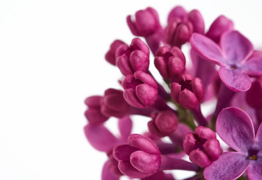 branch of purple lilac with flowers on white background, spring bouquet, copy space