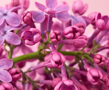 bouquet of purple blooming lilac on a pink background, macro