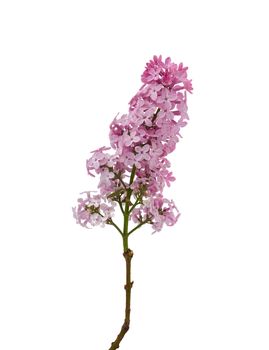 branch of purple lilac with flowers isolated on white background, spring bouquet