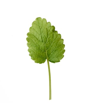green leaf of fresh mint isolated on a white background, flavorful seasoning for food and cocktails