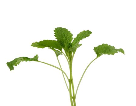 sprig of mint with green leaves on a white background, close up
