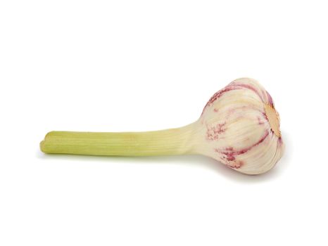 young garlic root isolated on white background, fragrant spice, close up