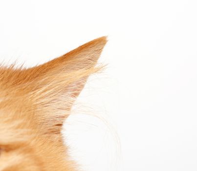 ear of a fluffy red cat on a white background, close up