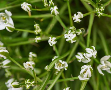 white flowers and green leaves Ornithogalum, top view, first spring flowers in the garden