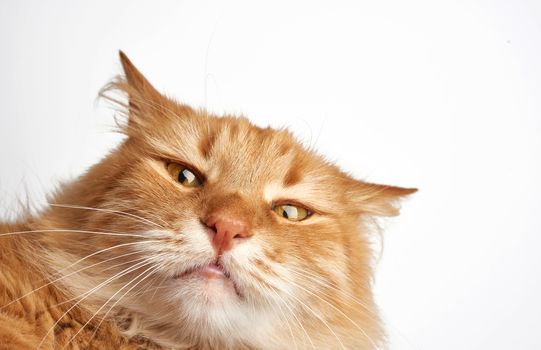 face of a funny red cat with a sad emotion on a white background, close up