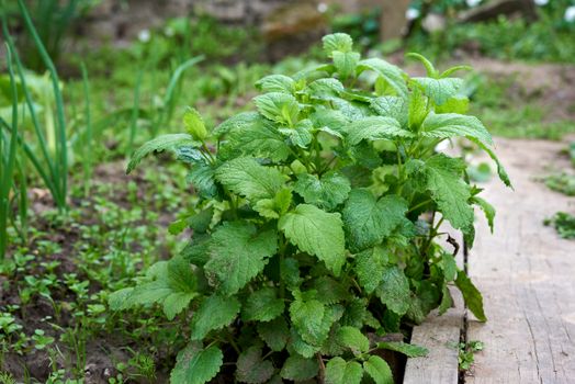 bush of growing mint with green leaves in the garden, fragrant grass, spring crop