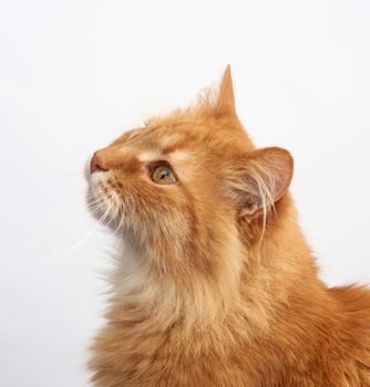 profile of an adult ginger fluffy cat with a large mustache on a white background, close up