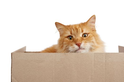 adult ginger cat sitting in a brown cardboard box on a white background, animal is looking at the camera