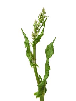 green sorrel stalk with green leaves and inflorescence isolated on a white background