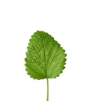 green mint leaf isolated on a white background, fragrant and refreshing spice, close up