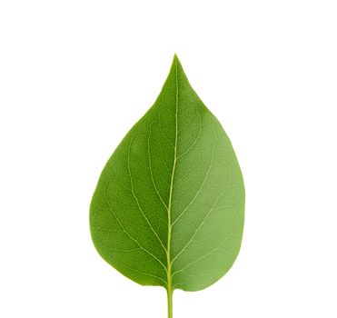 green leaf of lilac is isolated on a white background, close up