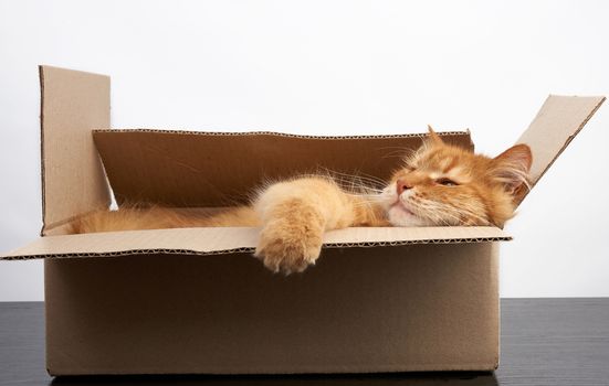 adult ginger cat resting in a brown cardboard box, white background 