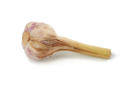 young garlic root isolated on white background, fragrant spice, close up