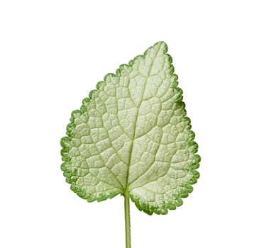 green leaf Lamium maculatum spotted or Deadnettle isolated on white background, close up