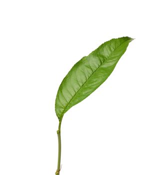 green peach leaf is isolated on a white background, close up