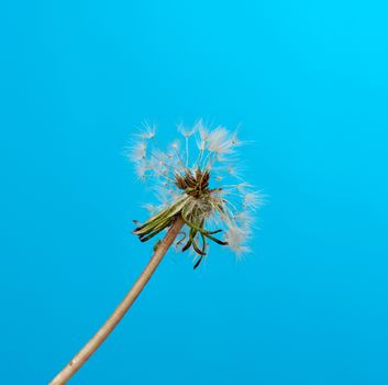 dandelion on a blue background, close up