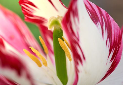 white red bloomed tulip with yellow pestle, sunny day, close up