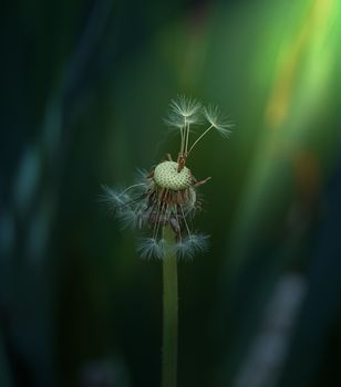 dried dandelion on a green background, macro, spring day 