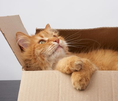 adult ginger cat resting in a brown cardboard box, looking to the side