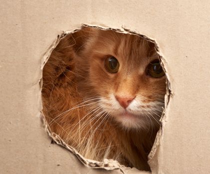 red adult cat peeps through a hole in a sheet of brown cardboard, curious face