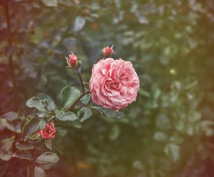 buds of pink blooming roses in the garden, green background, close up, vintage toning 