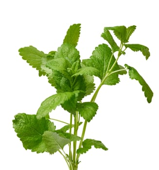mint branches with green stems and leaves isolated on a white background, fresh and fragrant spice