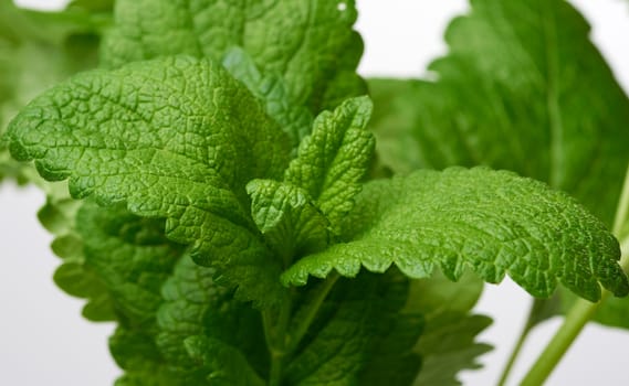 mint branches with green stems and leaves isolated on a white background, fresh and aromatic spice, selective focus