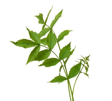 Campsis branch with green leaves isolated on white background, close up